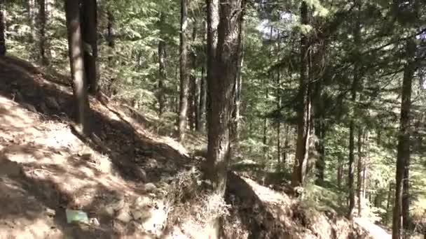 Riding Mountain Trail Deep Trekking Tracks Tall Pine Trees Naldehra — Stock Video
