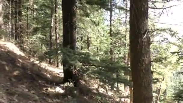 Atravessando Selva Coníferas Trilhas Montanha Trilhas Trekking Profundo Tall Pine — Vídeo de Stock