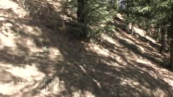 Grassland Dense Jungle Mountain Trail Deep Trekking Tracks Tall Pine — Stock Video