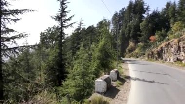 Naldehra Shimla Himachal Pradesh 'deki Himalaya dağ yolunda Kaktüs, Ağaçlar ve Bitkiler