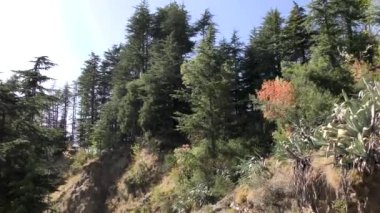 Naldehra 'da çok uzun ve yüksek yeşil kozalaklı çam ağaçları Shimla Himachal Pradesh