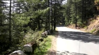 Naldehra Shimla Himachal Pradesh 'deki Himlayan yolunun kenarındaki uzun çam ağaçları.