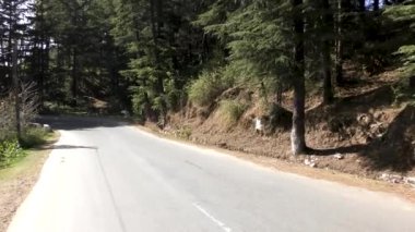 Naldehra Shimla Himachal Pradesh 'te çam ormanlı uzun Himlayan yolu