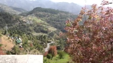 Naldehra Shimla Himachal Pradesh 'te çam ormanı olan derin himalaya vadisinde renkli ağaçlar.