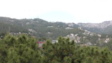 Deodar ve uzun çam ağaçları ve şehrin diğer tarafında Himalaya Shimla vadisinde Himachal Pradesh