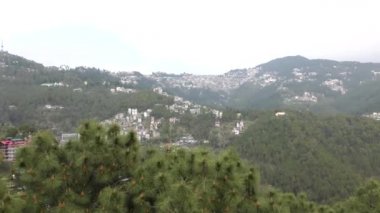 Shimla şehrine bakan Deodar ve çam ağaçları Himalaya 'nın Shimla vadisinde Himachal Pradesh
