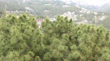 Himalaya 'nın Shimla vadisinde rüzgarla savrulan çam ağaçları ve koniler Himachal Pradesh