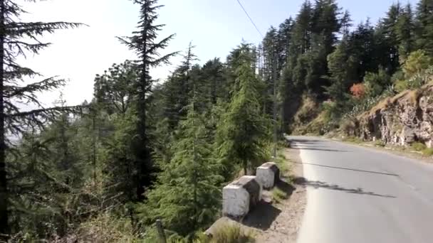 Kaktus Träd Och Växter Vid Sidan Himalayas Bergsväg Vid Naldehra — Stockvideo