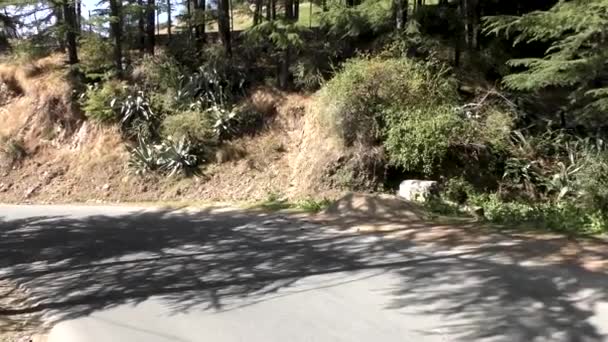 Himlayanische Straße Durch Den Dichten Dunklen Wald Von Naldehra Shimla — Stockvideo