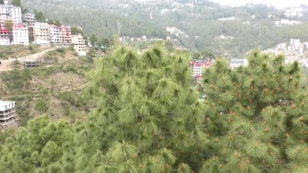 Pine Trees Swaying Wind Himalayan Shimla Valley Himachal Pradesh — Stock Video