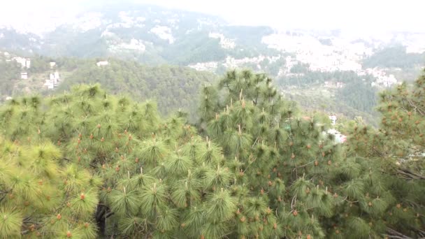 Zelené Deodarové Stromy Novými Kužely Himálajského Údolí Shimla Himachal Pradesh — Stock video