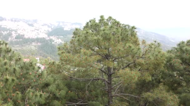 Deodar Cedar Trees Fresh Cones Swaying Wind Himalayan Shimla Valley — Stock Video