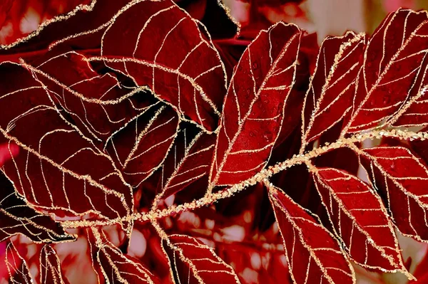 Rode Bladeren Met Gouden Lijnen Alcohol Inkt Vloeistof Abstracte Textuur — Stockfoto