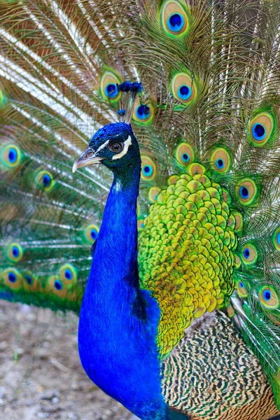 Peacock Vibrant Feather Tail Vertical — Stok fotoğraf