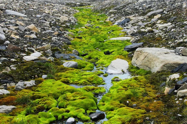 Muschio verde che cresce a Spitsbergen (Svalbard ) — Foto Stock