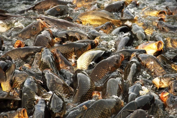 CARPs rewalsar kutsal göl