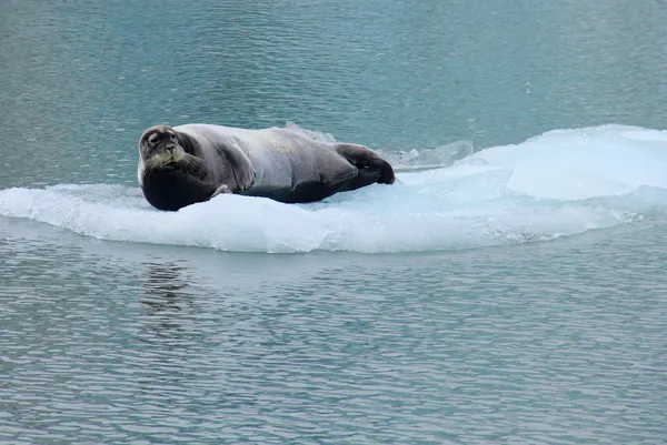 Sea spitsbergen, buz flake yatan aslan