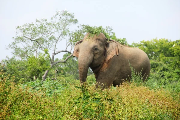 fil çim, sri lanka