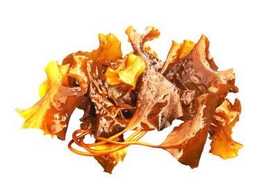 Deniz lahana beyaz zemin üzerine izole