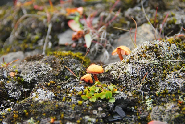 Cogumelo Tundra perto de Barentsburg, Spitsbergen (Svalbard ) — Fotografia de Stock