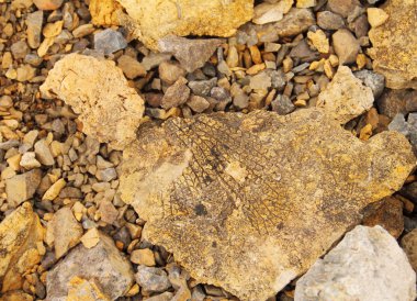 Taşlaşmış yaprak, Spitsbergen kayalarından Paleontoloji arka plan (