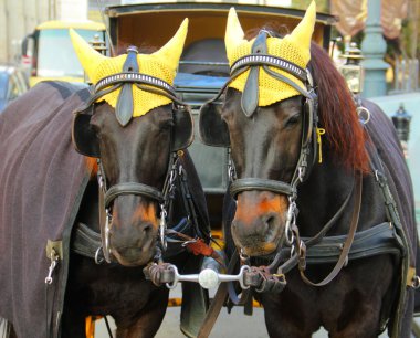 Portrait of two nice coachfellow crow horses dressed in traditional yellow cap at winter. Christmas in Vienna, Austria clipart