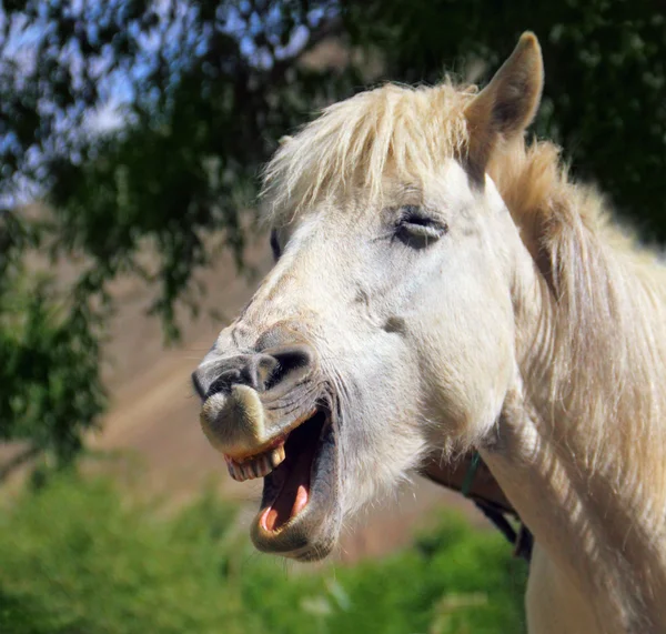 Portrait of white laughing horse in Himalaya — Stock Photo, Image