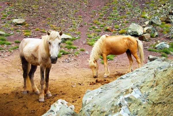 Two beautiful domestic horses in Himalaya — Stock Photo, Image
