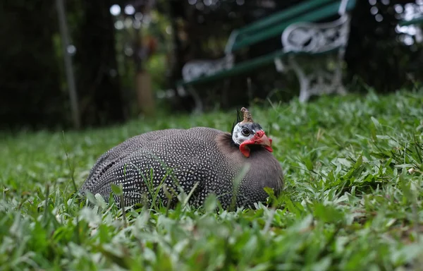 Guinea fowl — Stock Photo, Image