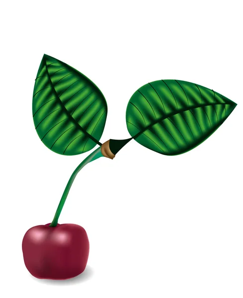 kiraz yaprakları ile