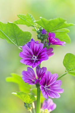 purple mallow in sunny day clipart