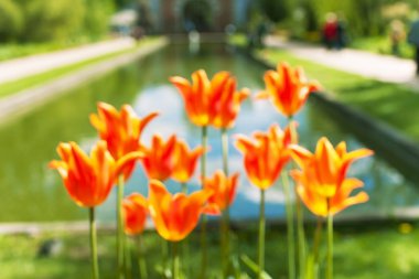 Lale önünde bir gölet