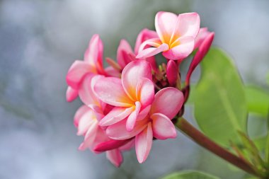yumuşak odak pembe plumeria çiçeği