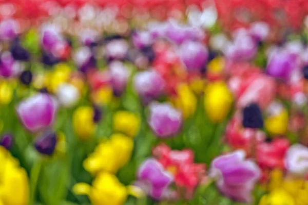 Tulpen in schilderij-achtige stijl vervagen — Stockfoto