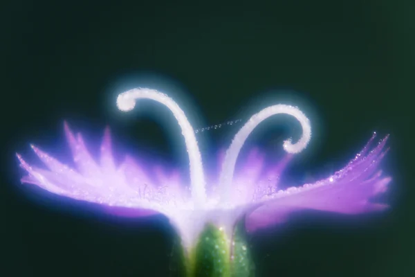 Schwanenartige Nelke mit Leuchten im weichen Fokus — Stockfoto