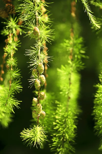 Spring larch in shallow focus — Stock Photo, Image