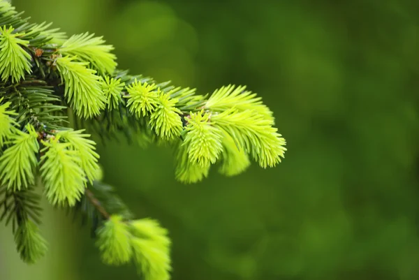 Zampa di abete verde in fuoco superficiale — Foto Stock