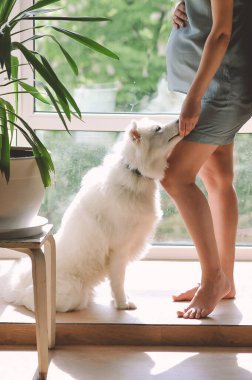 Mavi pijamalı hamile kadın pencerenin yanında duruyor ve samoed köpeği besliyor. Evde boş vakitlerinde köpekli hamile bir kadın. Aile kavramı