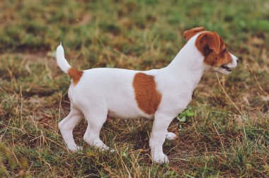 Dışarıda dolaşan sevimli Jack Russell Terrier köpeğinin portresi. Mutlu köpek. Yatay fotoğraf