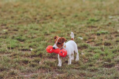 Doğanın üzerinde yürürken oyuncak ağırlığı ağzında tutan küçük Jack Russell. Mutlu köpek. Uzayı metin için kopyala. Yatay fotoğraf