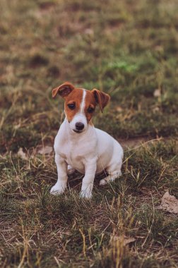 Dışarıda oturan sevimli Jack Russell Terrier 'ın portresi. Mutlu köpek. 6 aylık köpek.