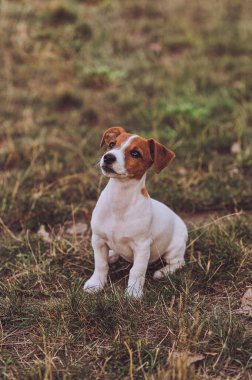 Jack Russell Terrier 'ın şirin portresi. Parkta oturuyor ve bakıyor. Mutlu köpek. 6 aylık köpek.