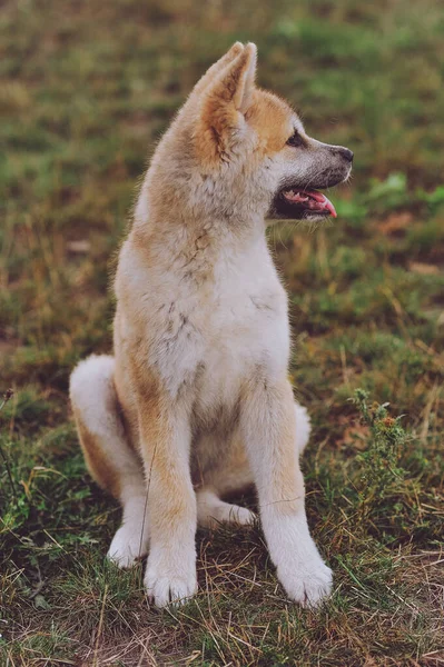 Portrait Cute Akita Inu Puppy Sitting Outdoor Looking Away Happy — Stock Photo, Image