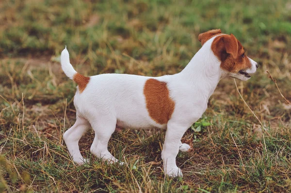 Dışarıda dolaşan sevimli Jack Russell Terrier köpeğinin portresi. Mutlu köpek. Yatay fotoğraf