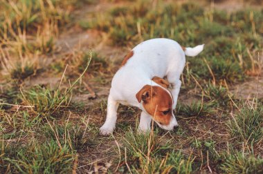 Küçük safkan Jack Russell Terrier köpeği yazın dışarıda yürürken çimen kokluyor. Mutlu köpek. Metin için alanı kopyala