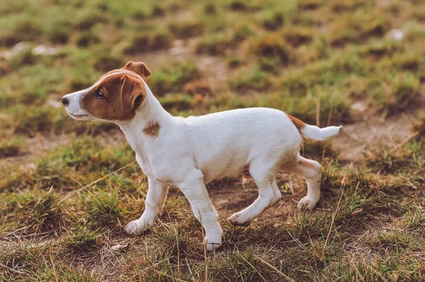 Safkan Jack Russell Terrier köpeğinin açık havada yürüme portresi. Mutlu köpek. Metin için alanı kopyala