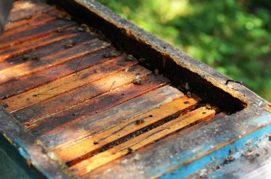 Kovandaki çerçevelerin üzerindeki arıyı kapat