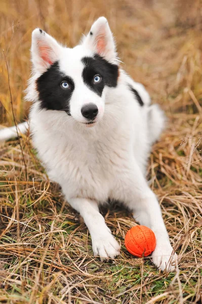 Yakutian Laika Amazing Blue Eyes Laying Grass Orange Toy Ball — Stock Photo, Image