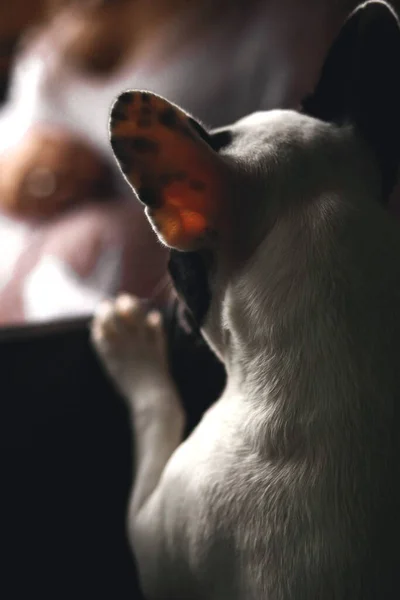 Vista Posteriore Bulldog Francese Spiare Donna Incinta Coperto — Foto Stock