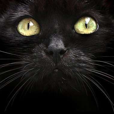 siyah kedi